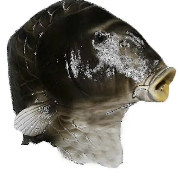 SORT FISKEMASKE LATEX DYREHOVEDMASKE GRÅ FISKEDRAGT UDKLÆDNINGSFEST VOKSEN RUYUU
